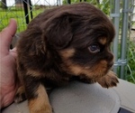 Small Photo #3 Carlin Pinscher Puppy For Sale in COBB, WI, USA
