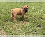 Puppy Puppy 8 Cane Corso