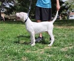 Small #3 Dogo Argentino