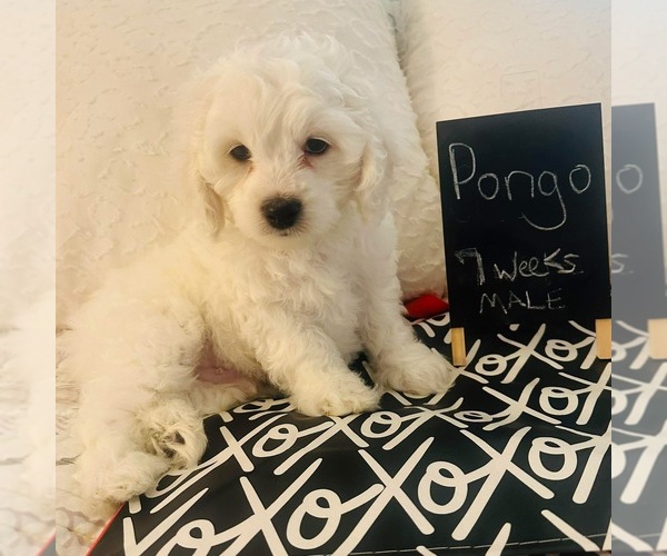 Medium Photo #1 Cockapoo (Toy) Puppy For Sale in DUNNELLON, FL, USA