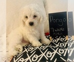Image preview for Ad Listing. Nickname: Pongo