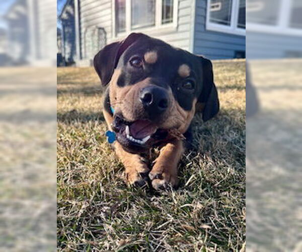 Medium Photo #1 Mutt Puppy For Sale in Plainfield, IL, USA