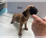 Puppy Star Boxer