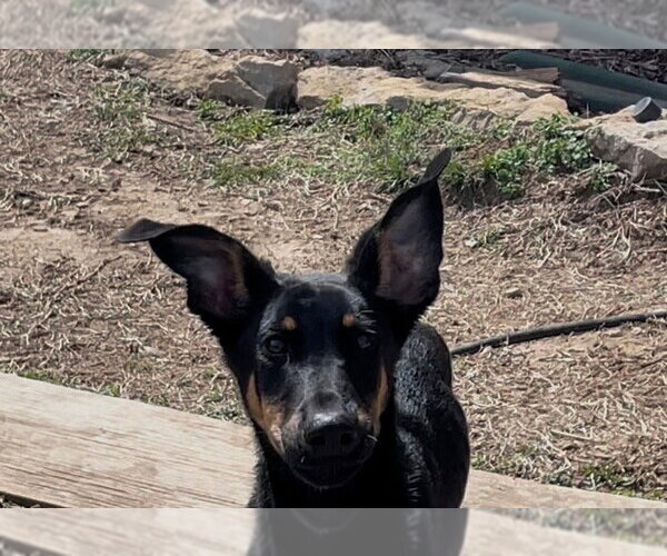 Medium Photo #6 Doberman Pinscher-Unknown Mix Puppy For Sale in Minneaoplis, MN, USA