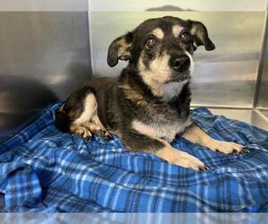 Basset Hound-Unknown Mix Dogs for adoption in Grand Prairie, TX, USA