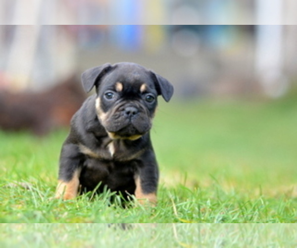 Medium Photo #27 French Bulldog Puppy For Sale in Kiskoros, Bacs-Kiskun, Hungary