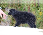 Small #22 Poodle (Toy)