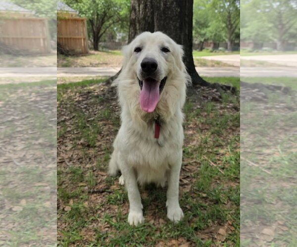 Medium Photo #14 Great Pyrenees Puppy For Sale in Spring, TX, USA