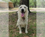 Small #13 Great Pyrenees