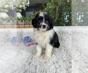 Aussiedoodle Miniature Puppy for sale in GREENFIELD, IN, USA