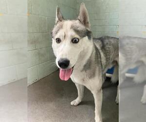 Siberian Husky Dogs for adoption in Stockton, CA, USA
