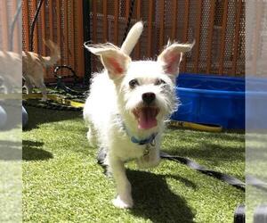 Chihuahua-Unknown Mix Dogs for adoption in Las Vegas, NV, USA