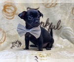 Small Photo #13 Chihuahua Puppy For Sale in LAKELAND, FL, USA