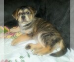 Small Photo #11 Goberian Puppy For Sale in LINCOLN, NE, USA