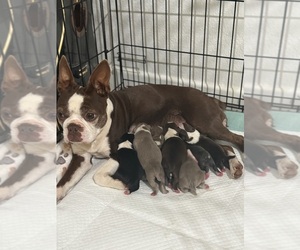 Boston Terrier Puppy for Sale in COTTONWOOD, California USA