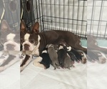 Small Boston Terrier
