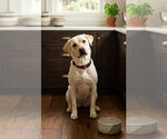 Small #2 Beagle Mix