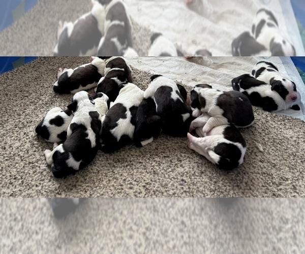 Medium Photo #2 Saint Bernard Puppy For Sale in STANLEY, WI, USA