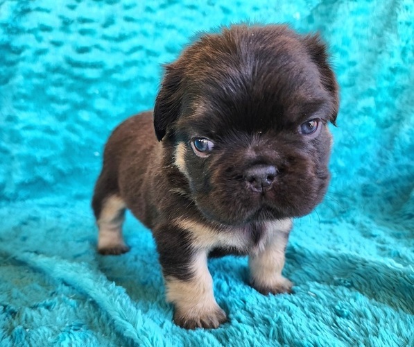 Medium Photo #11 French Bulldog Puppy For Sale in LAS VEGAS, NV, USA