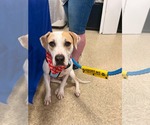 Small #7 American Pit Bull Terrier Mix