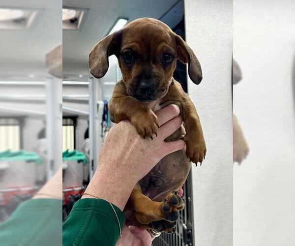 Medium Photo #1 French Bulldog-Unknown Mix Puppy For Sale in San Bernardino, CA, USA