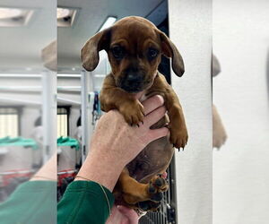 French Bulldog-Unknown Mix Dogs for adoption in San Bernardino, CA, USA