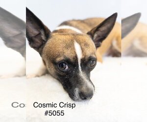Rat Terrier-Unknown Mix Dogs for adoption in Studio City, CA, USA