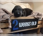Small Photo #9 Labrador Retriever Puppy For Sale in BONAIRE, GA, USA