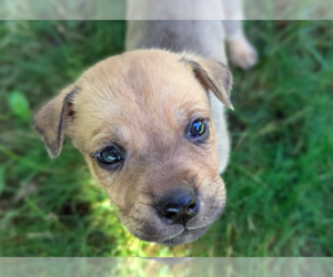Mutt Dogs for adoption in Brooklyn Center, MN, USA