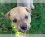 Small Mutt