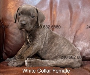 Cane Corso Puppy for sale in LA PLATA, MD, USA