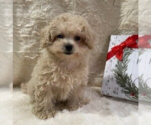 Poodle (Miniature) Puppy for sale in DRY RUN, PA, USA