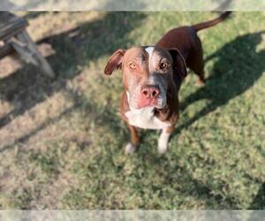 American Pit Bull Terrier-Unknown Mix Dogs for adoption in Tulsa, OK, USA