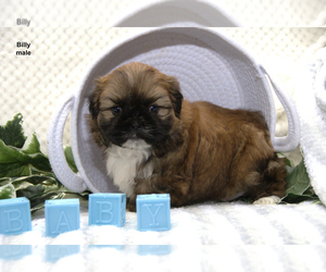 Shih Tzu Puppy for Sale in CLARE, Michigan USA