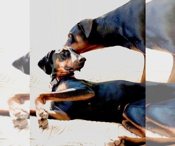 Medium Photo #22 Doberman Pinscher Puppy For Sale in HAMMOND RANCH, CA, USA