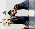 Small #21 Doberman Pinscher