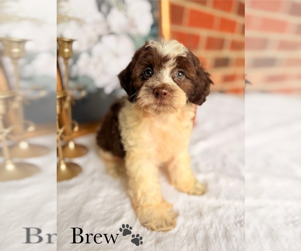 Medium Photo #14 Cockapoo Puppy For Sale in MURFREESBORO, TN, USA