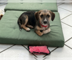Small Cairn Terrier Mix