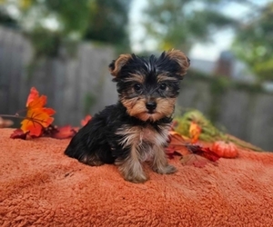 Yorkshire Terrier Puppy for sale in INDIANAPOLIS, IN, USA
