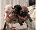 Small Photo #7 German Shepherd Dog-Great Dane Mix Puppy For Sale in SARASOTA, FL, USA
