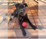 Small Photo #3 Labrador Retriever-Unknown Mix Puppy For Sale in Rustburg, VA, USA