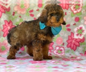 Cavapoo Puppy for sale in LANCASTER, PA, USA