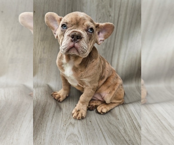 Medium Photo #1 French Bulldog Puppy For Sale in INDIANAPOLIS, IN, USA