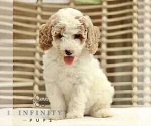 Goldendoodle (Miniature) Puppy for sale in LANCASTER, PA, USA