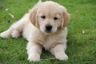 chunky golden retriever puppies for sale