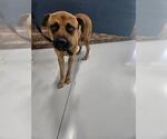 Small Akita-Rottweiler Mix