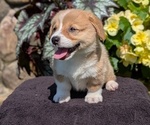 Small Photo #36 Pembroke Welsh Corgi Puppy For Sale in GOSHEN, IN, USA