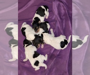 Wire Fox Terrier Puppy for sale in MONTPELIER, ID, USA