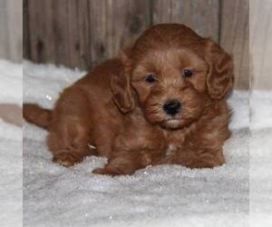 Goldendoodle (Miniature) Puppy for sale in STANLEY, WI, USA