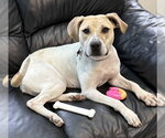 Small #9 Mutt